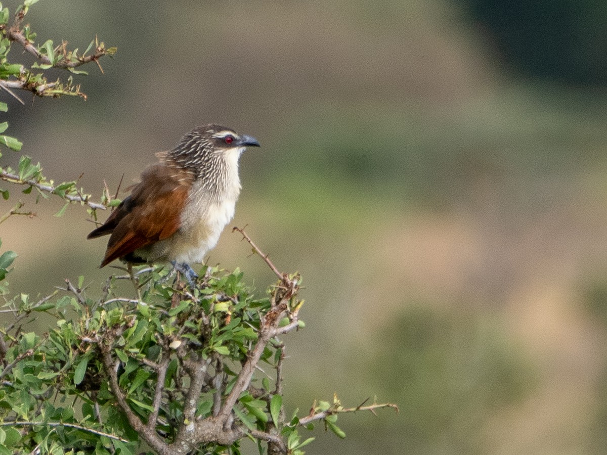 White-browed Coucal - ML613210105