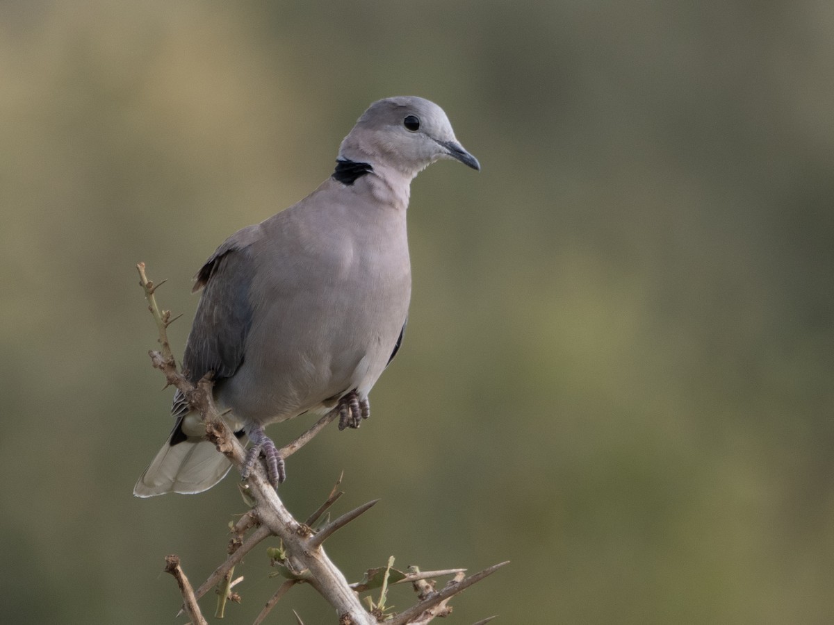 Ring-necked Dove - ML613210108