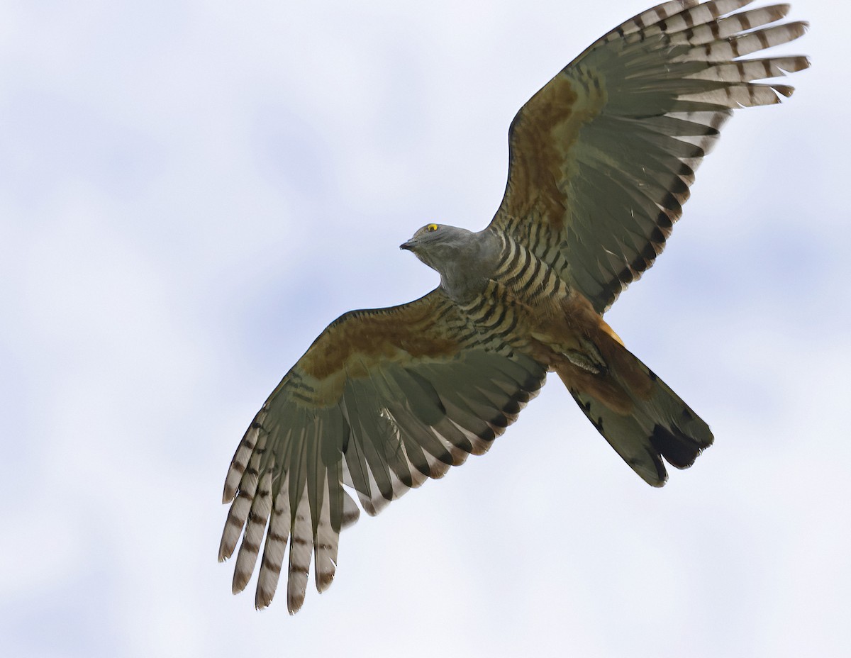 Pacific Baza - ML613210205