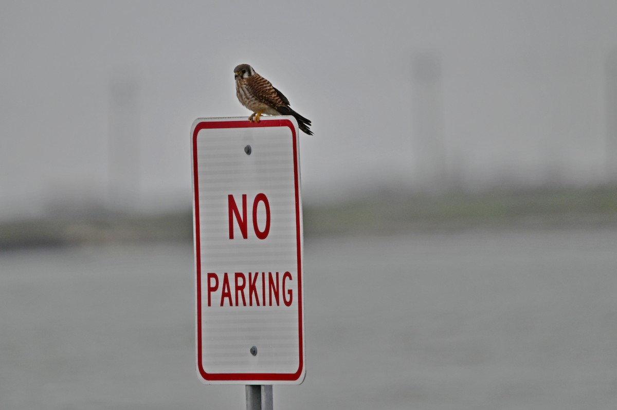 American Kestrel - ML613210214