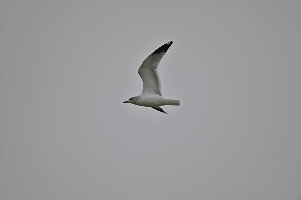 Делавэрская чайка - ML613210215