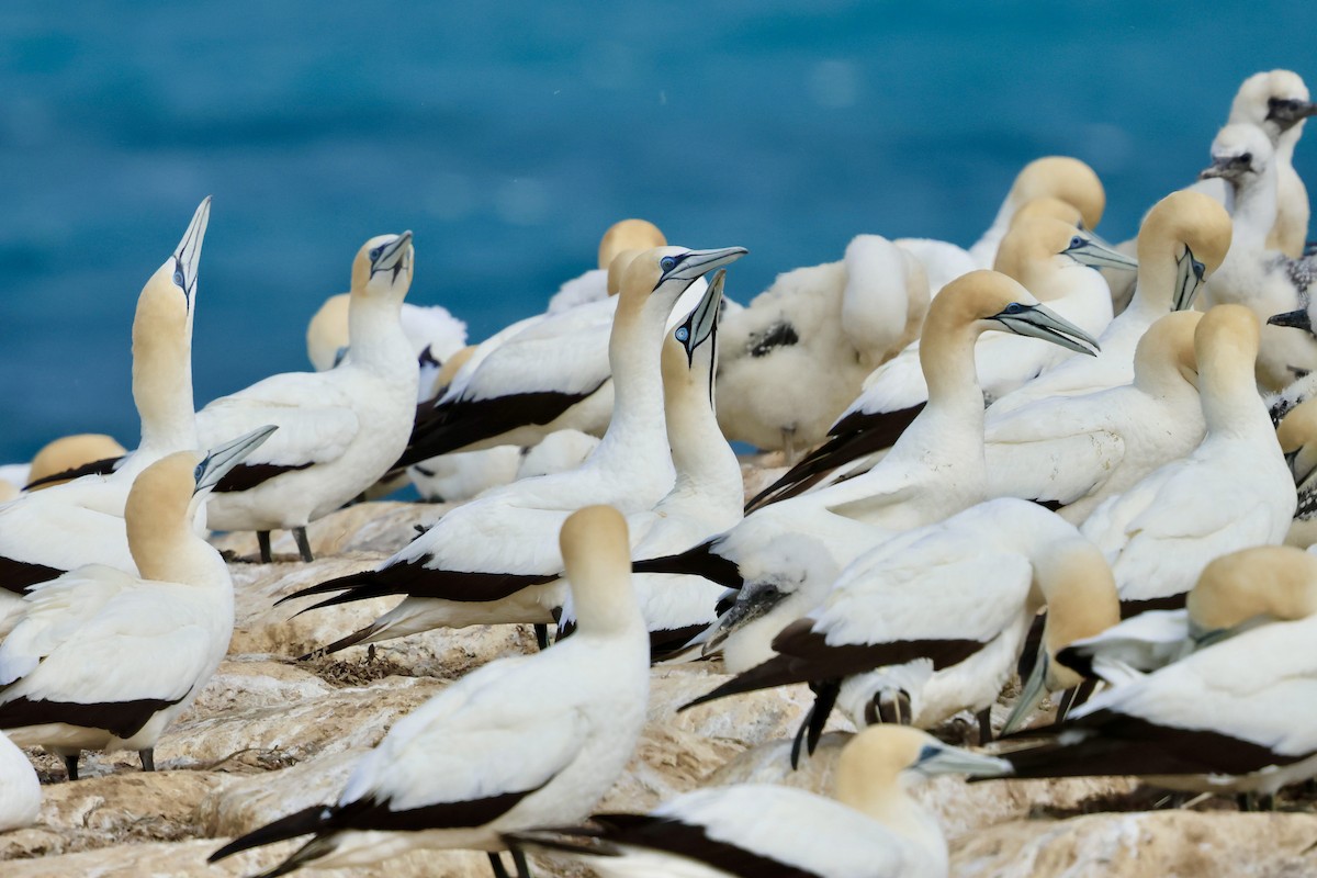 Cape Gannet - Andy Jensen