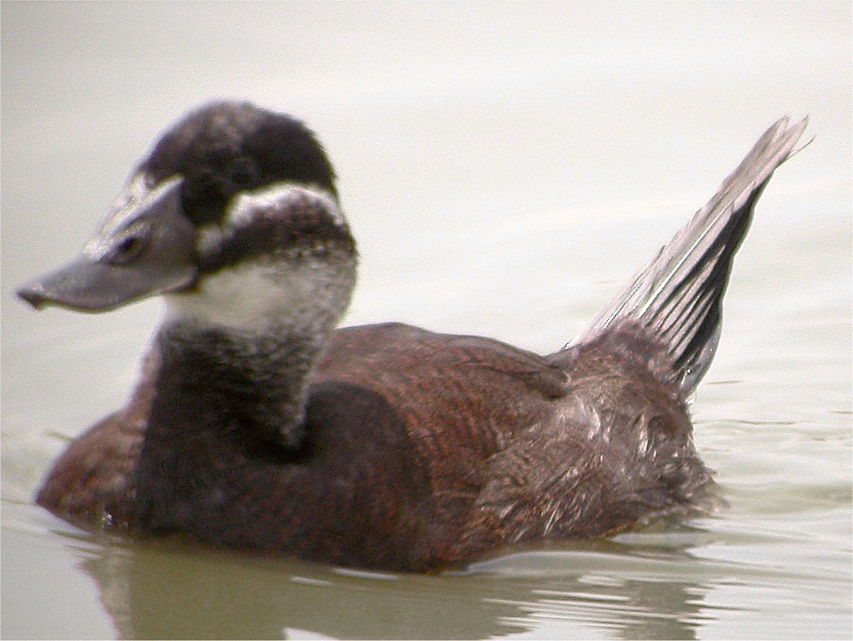 White-headed Duck - ML613210277