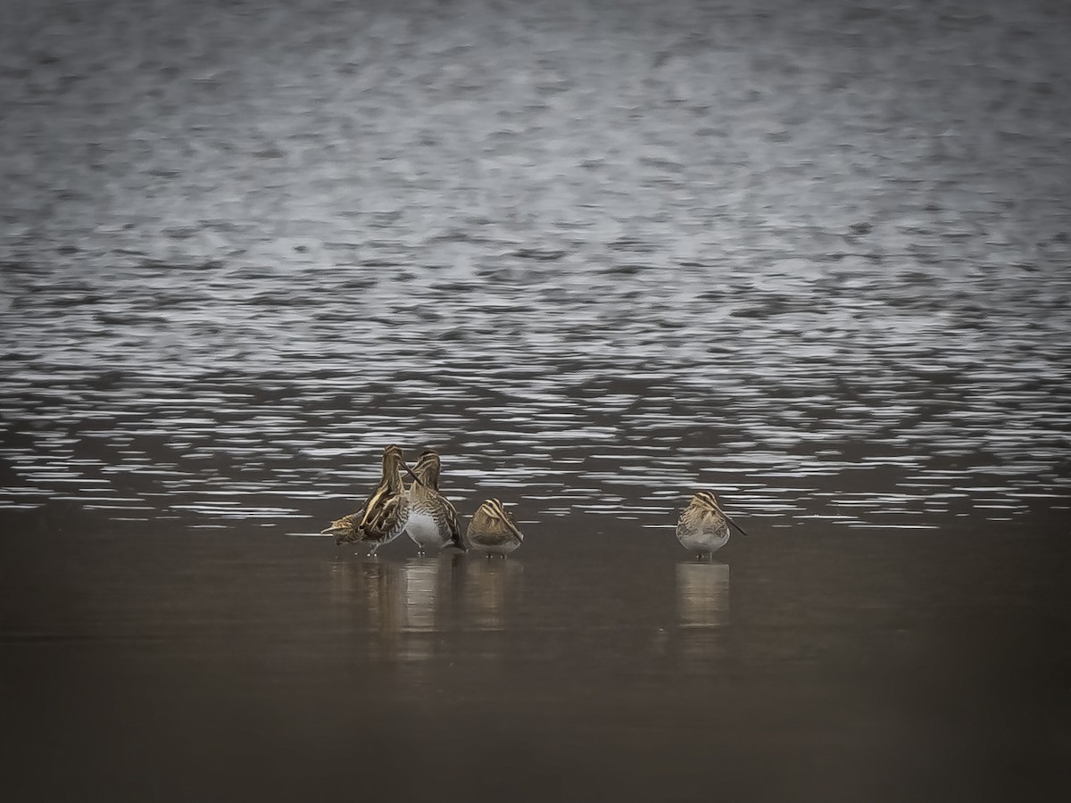 Common Snipe - ML613210282