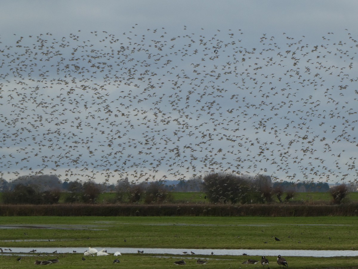 European Golden-Plover - ML613210305