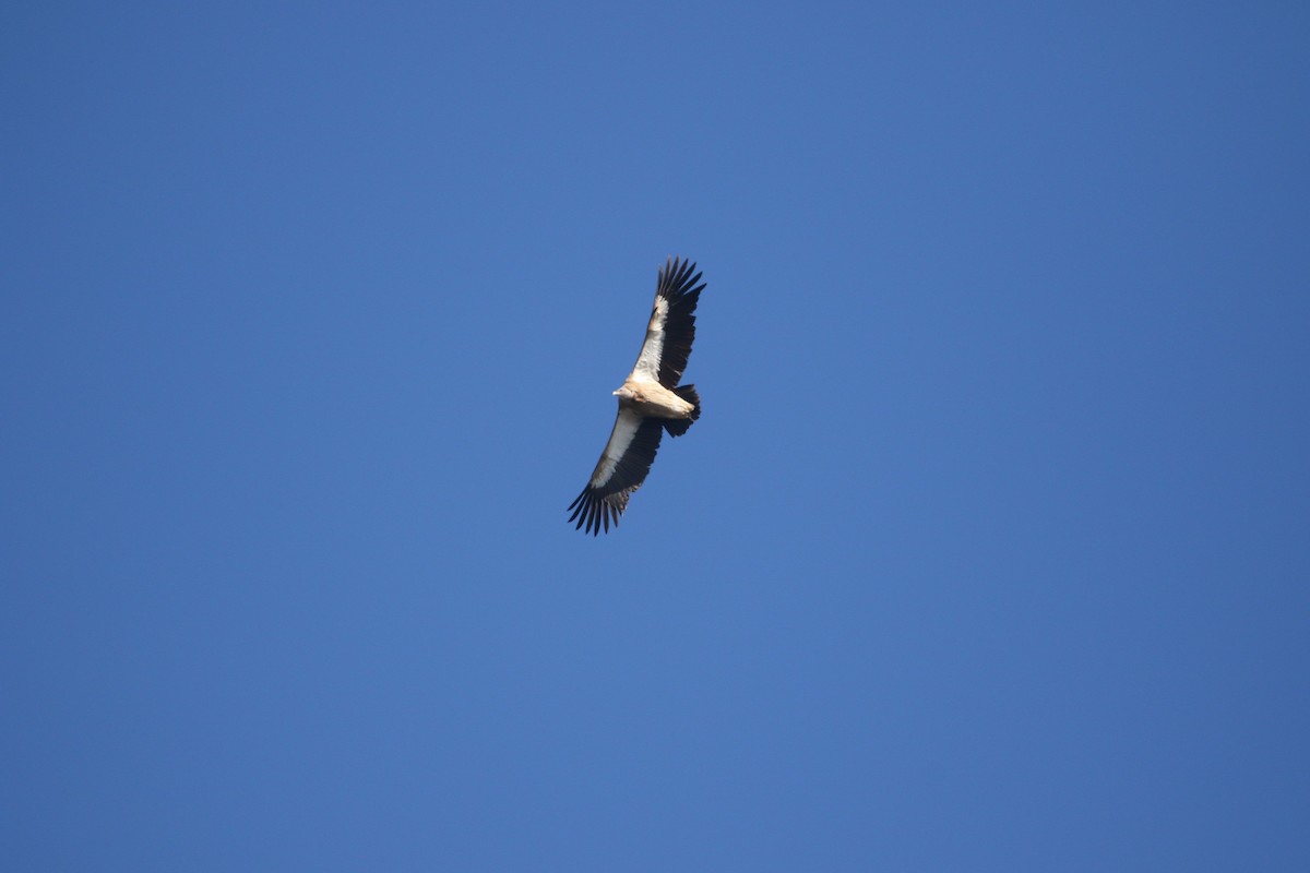 Himalayan Griffon - ML613210380