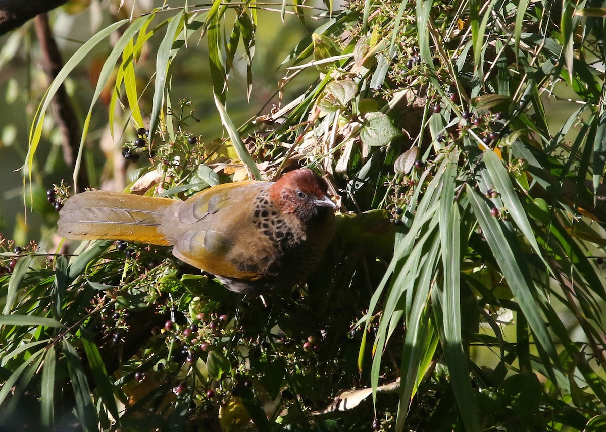 Chestnut-crowned Laughingthrush - ML613210386