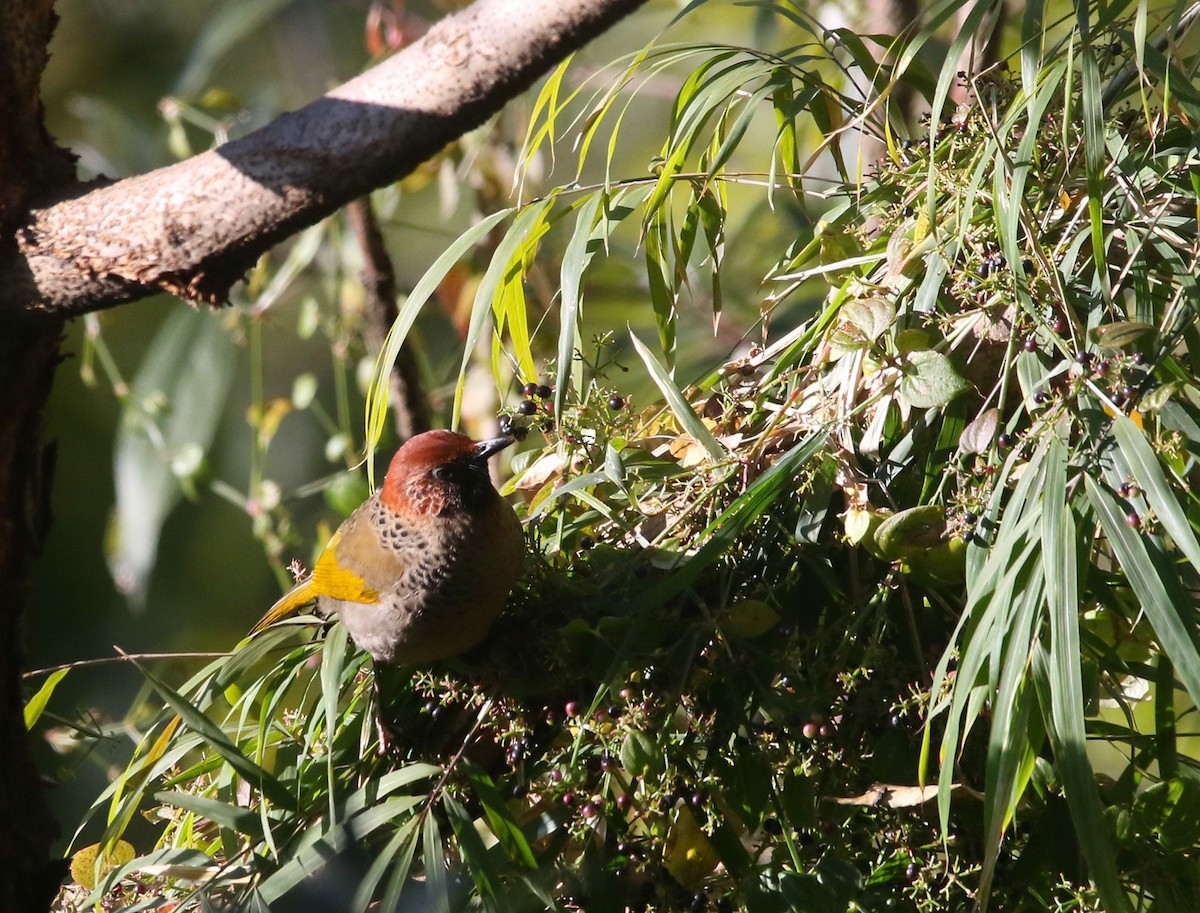 Chestnut-crowned Laughingthrush - ML613210387