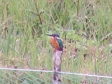 Common Kingfisher - ML613210411