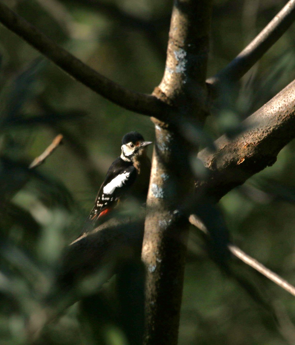 Himalayan Woodpecker - ML613210421