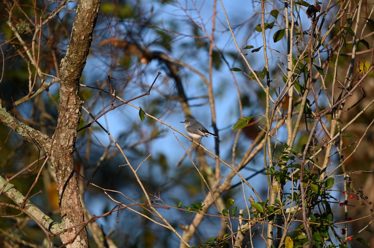 Blue-gray Gnatcatcher - ML613210499