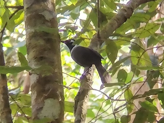 Black-hooded Laughingthrush - ML613210507