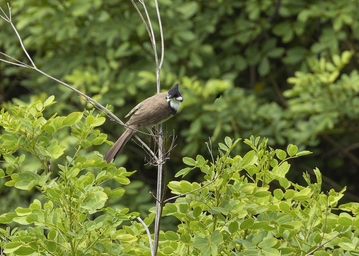 Red-whiskered Bulbul - ML613210583