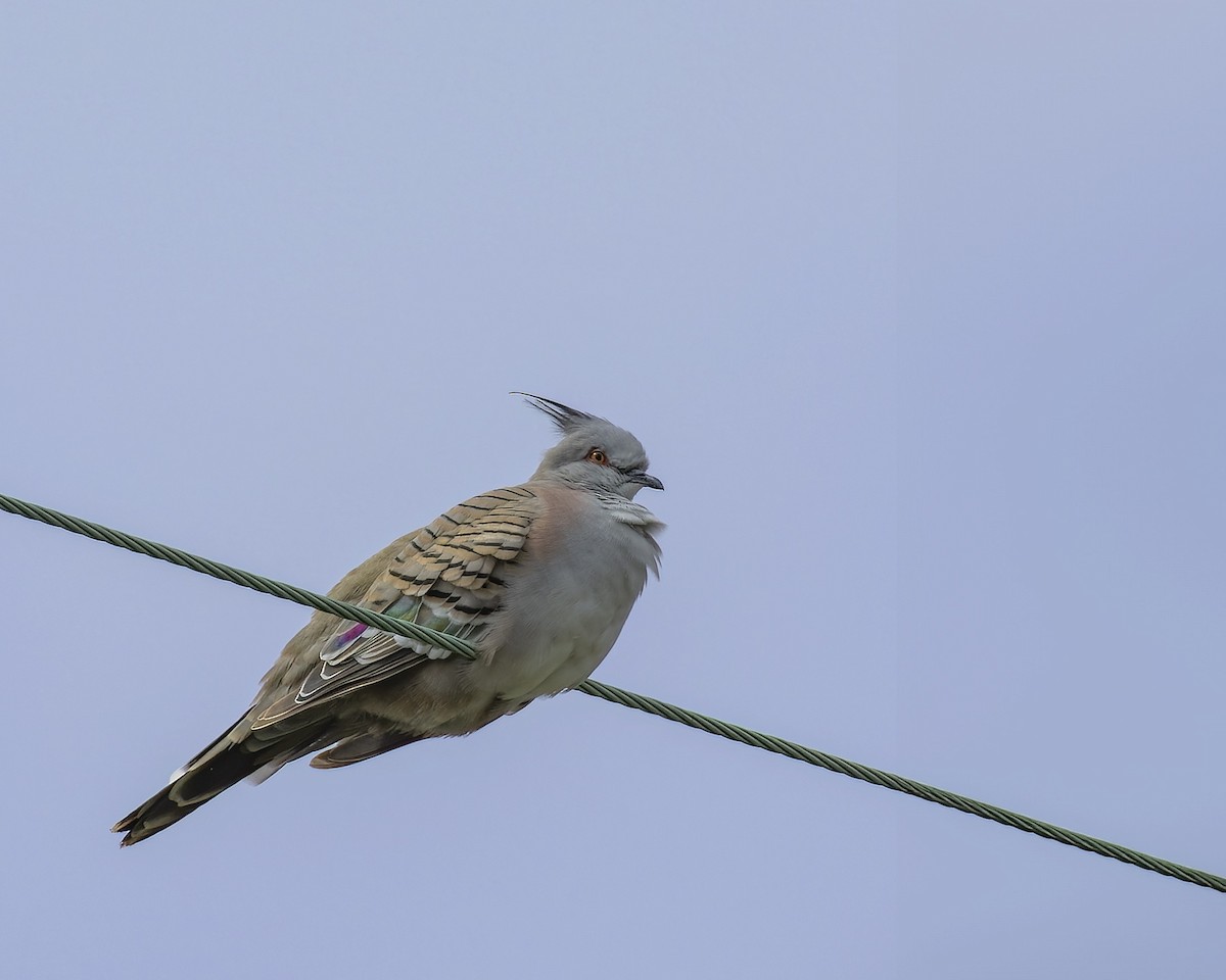 Crested Pigeon - ML613210602