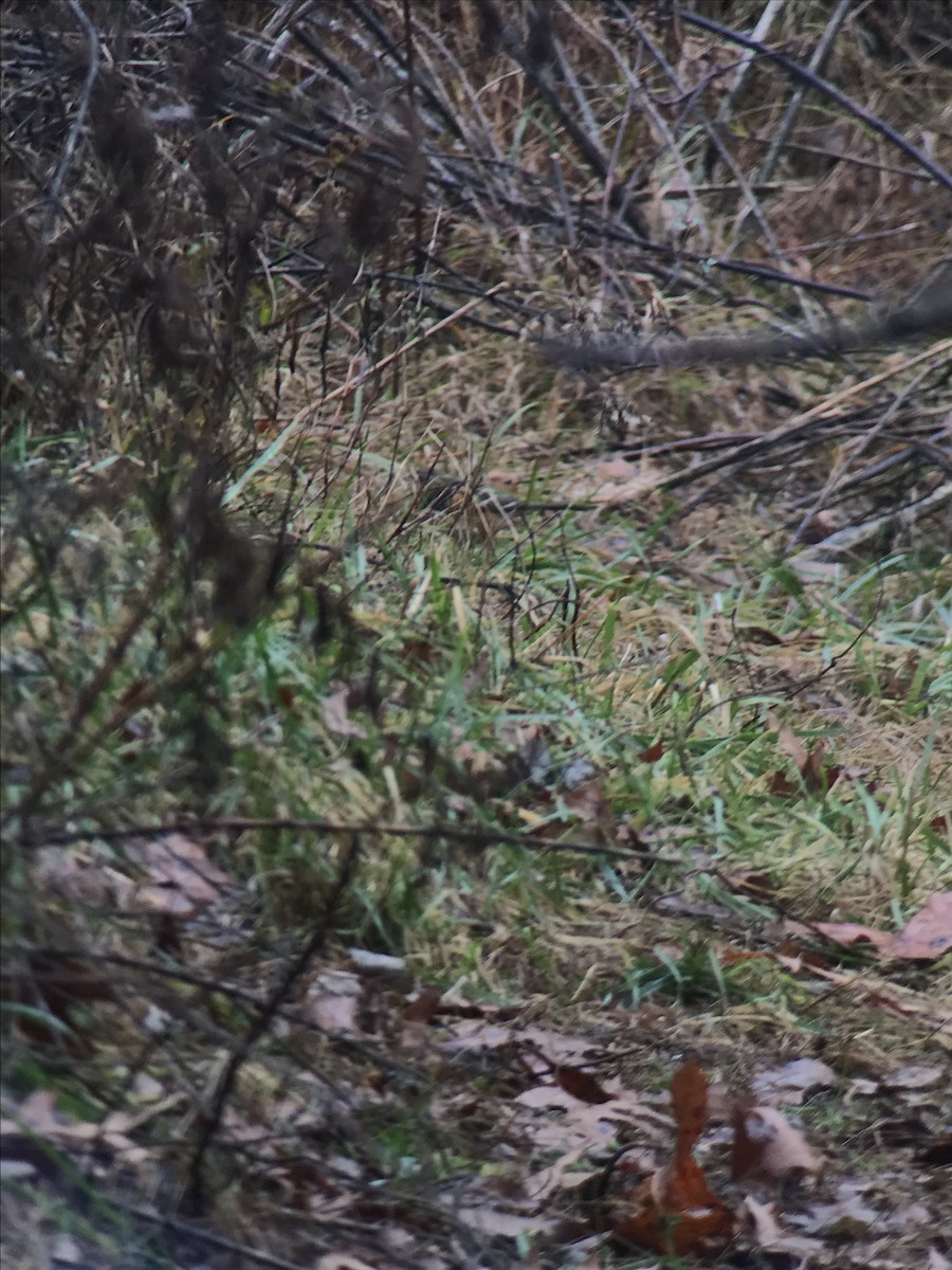 Spotted Towhee - ML613210621
