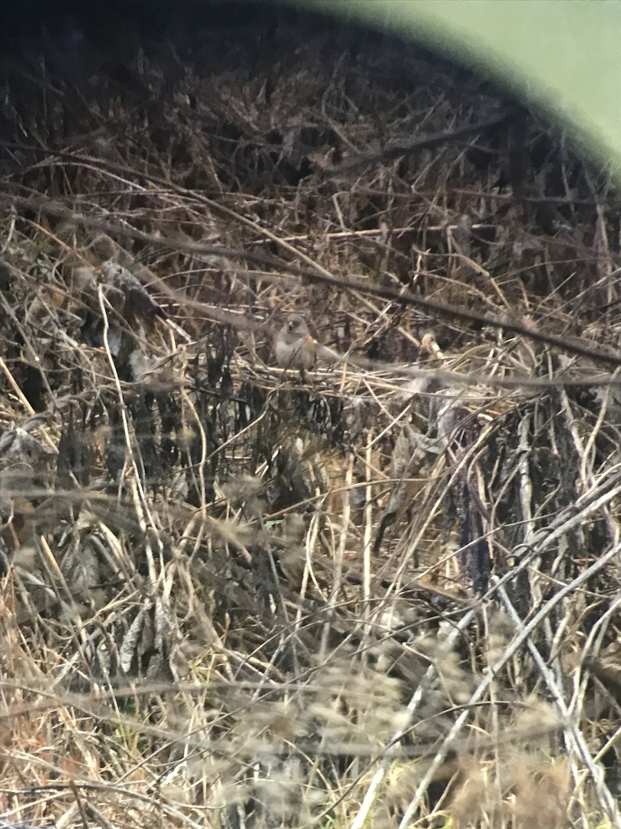 Spotted Towhee - ML613210622