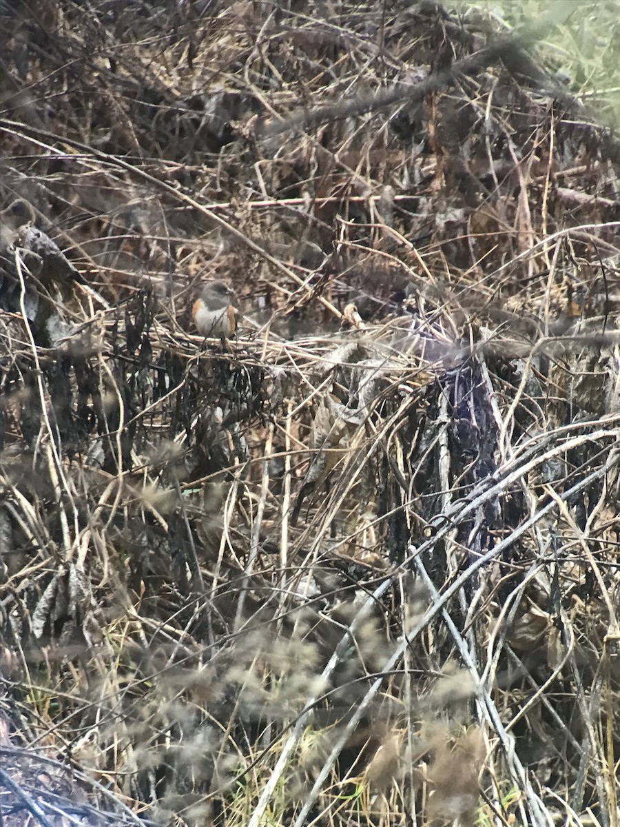 Spotted Towhee - ML613210623