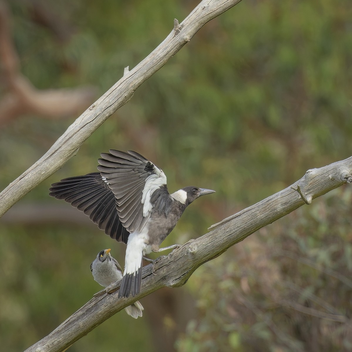 Australian Magpie - ML613210625