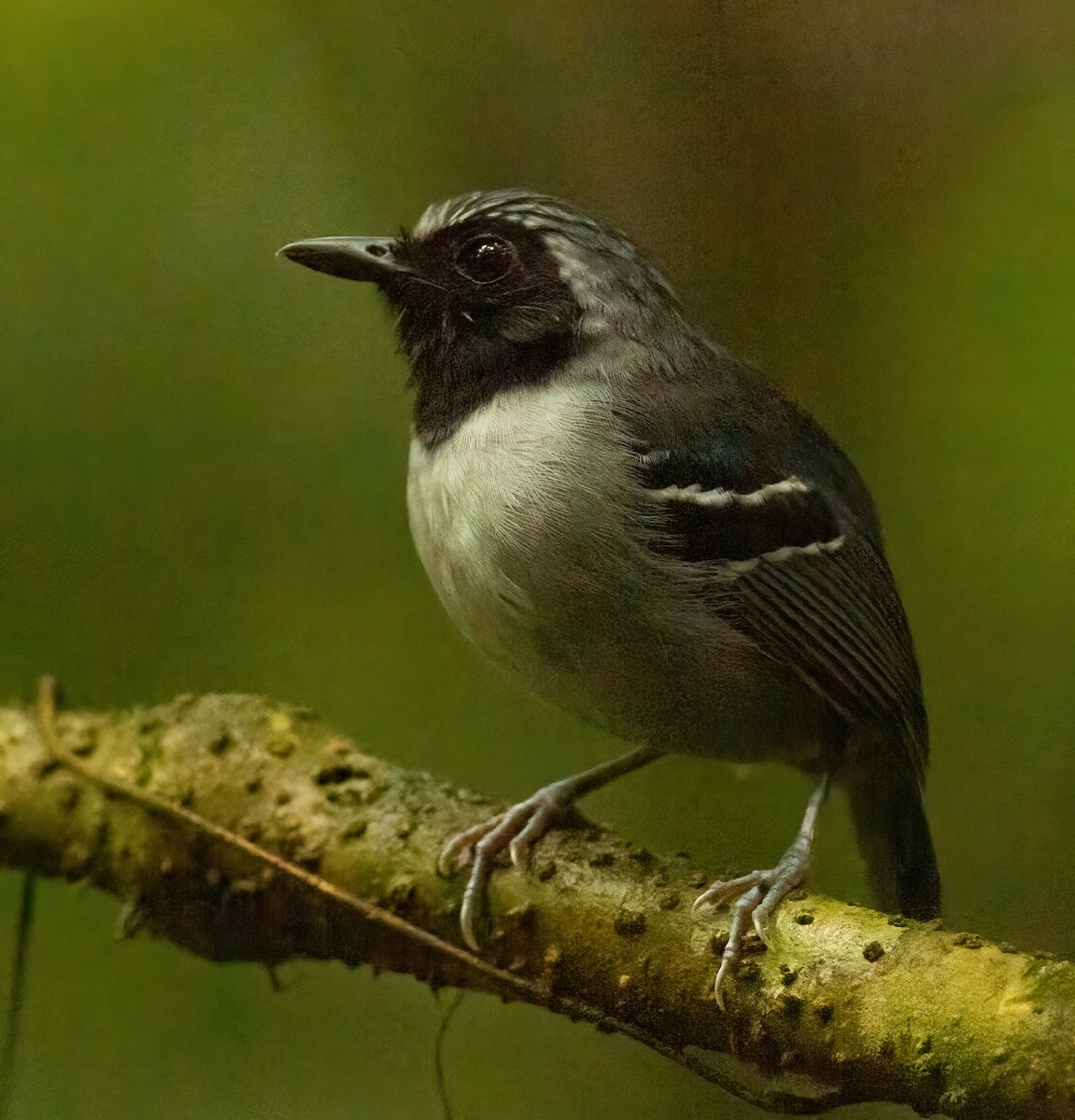 Black-faced Antbird - José Martín