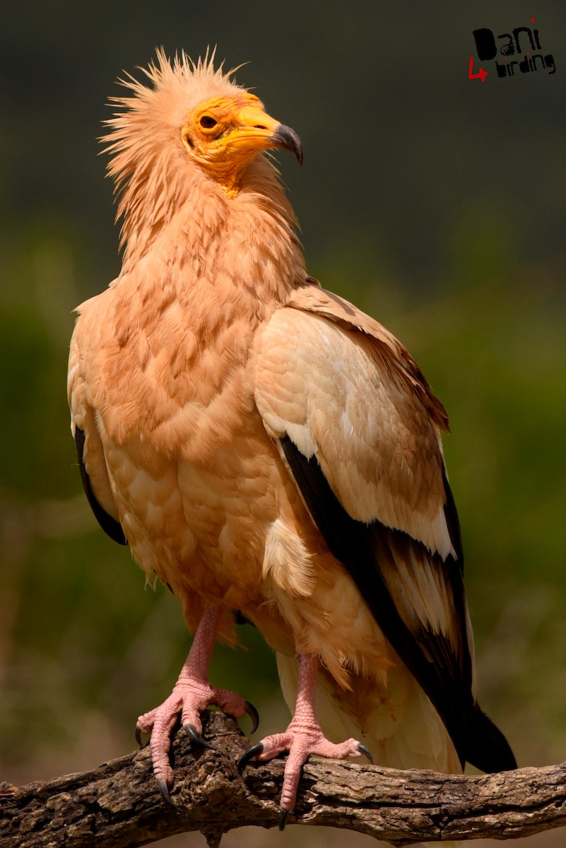 Egyptian Vulture - Daniel López