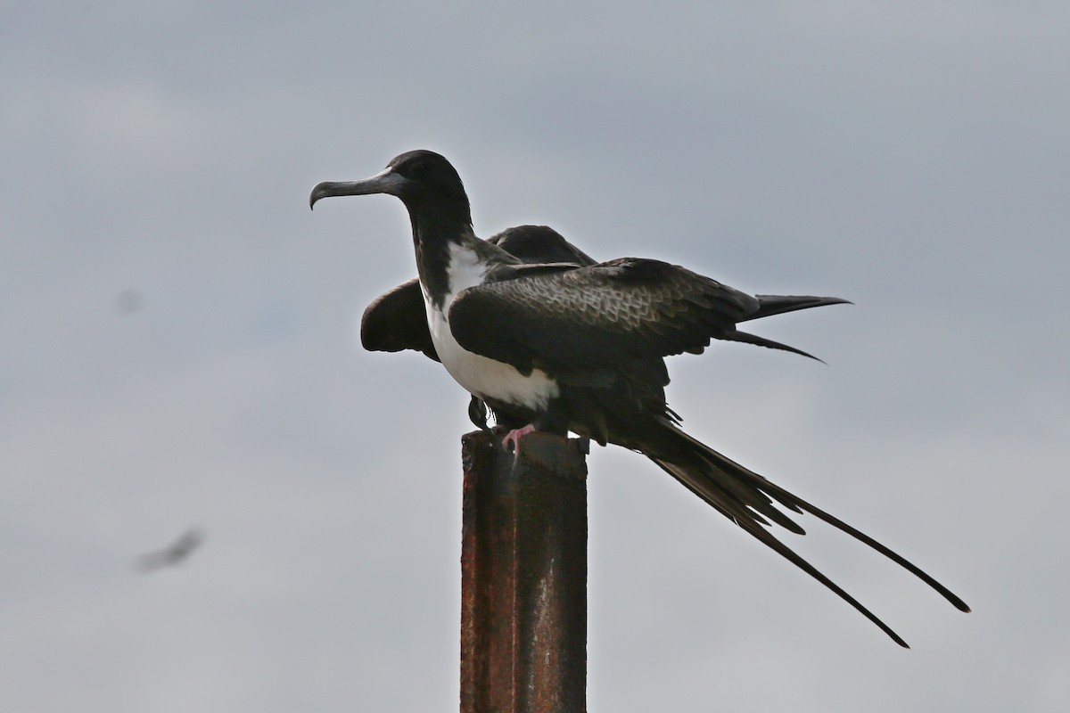 Magnificent Frigatebird - ML613210783