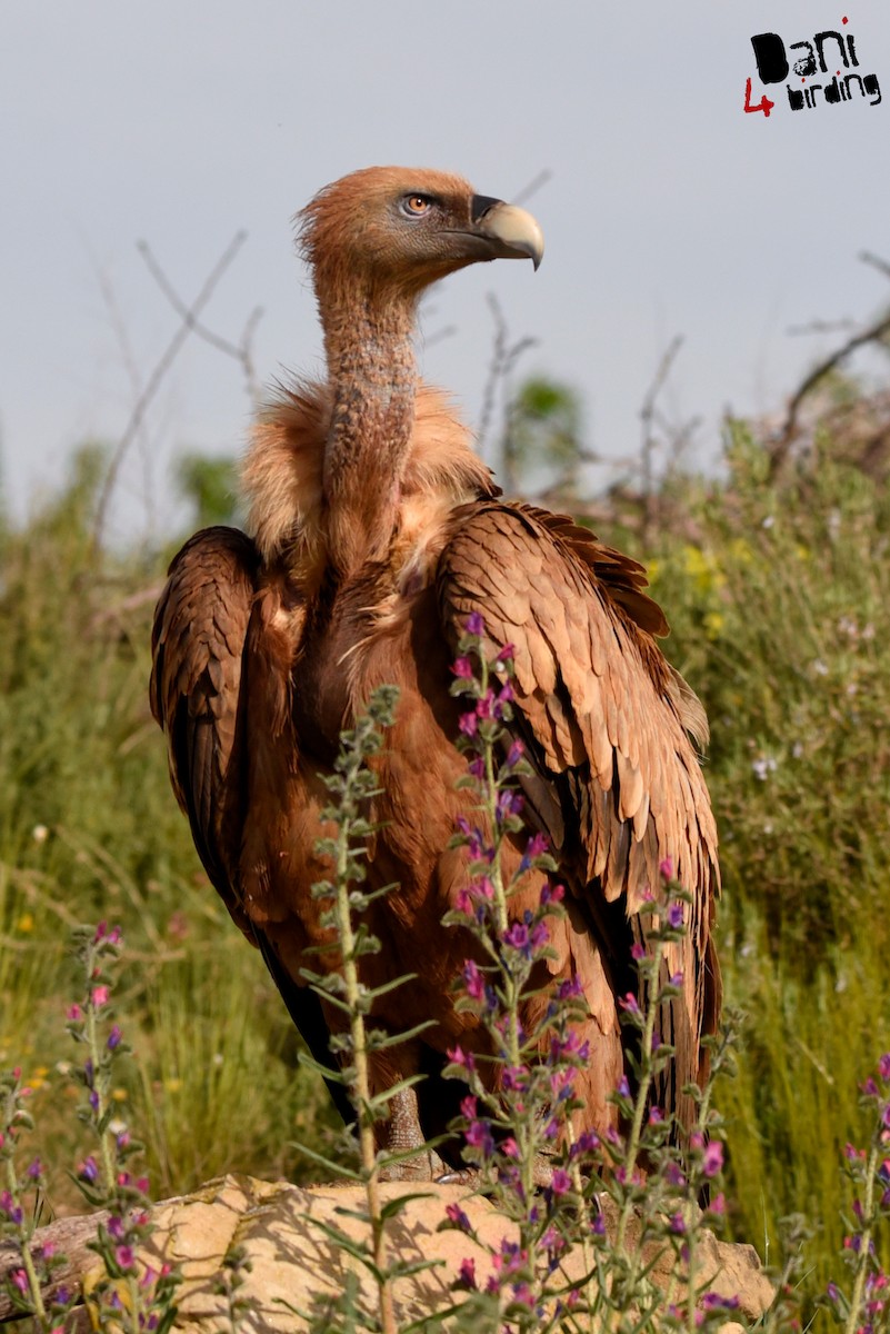 Vautour fauve - ML613210791