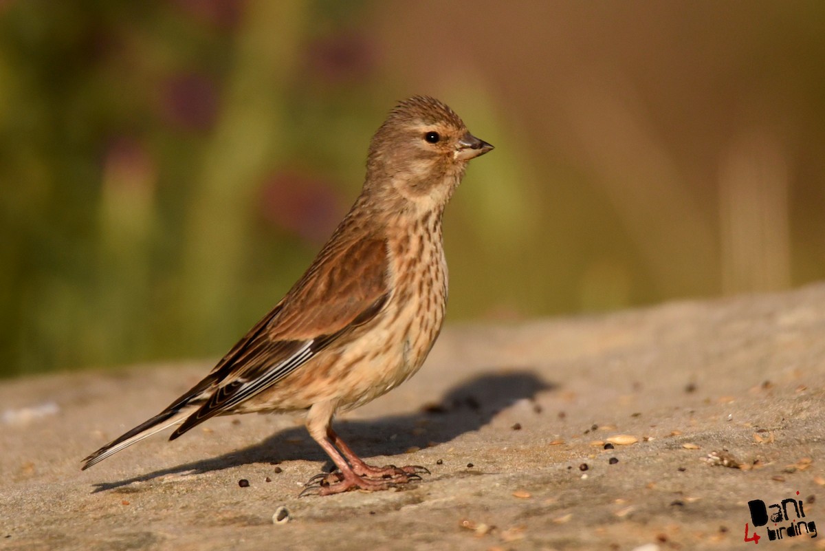 Eurasian Linnet - ML613210826