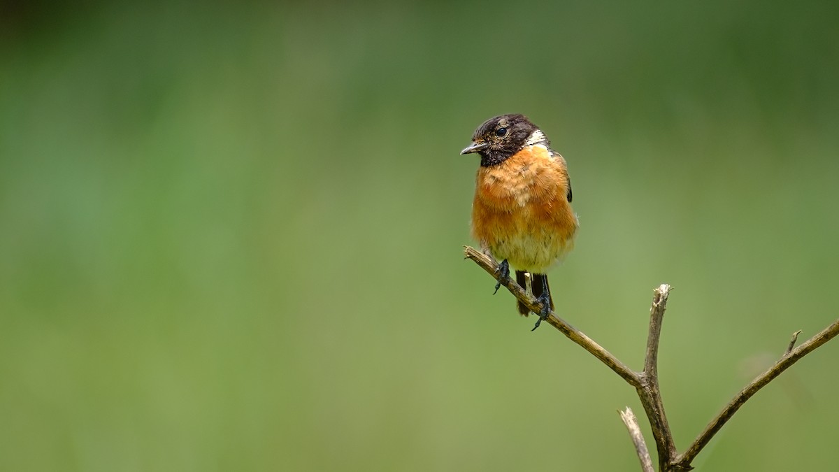 African Stonechat - ML613210829