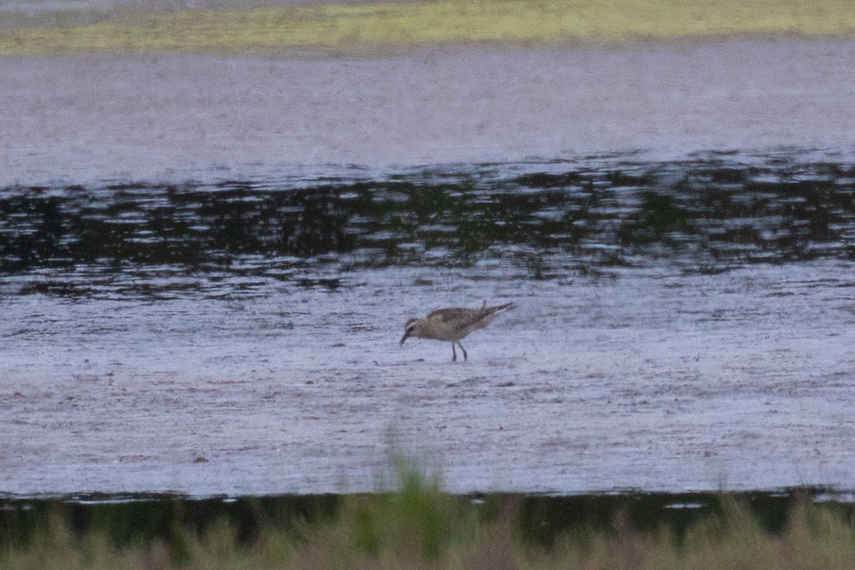 American Golden-Plover - ML613210830