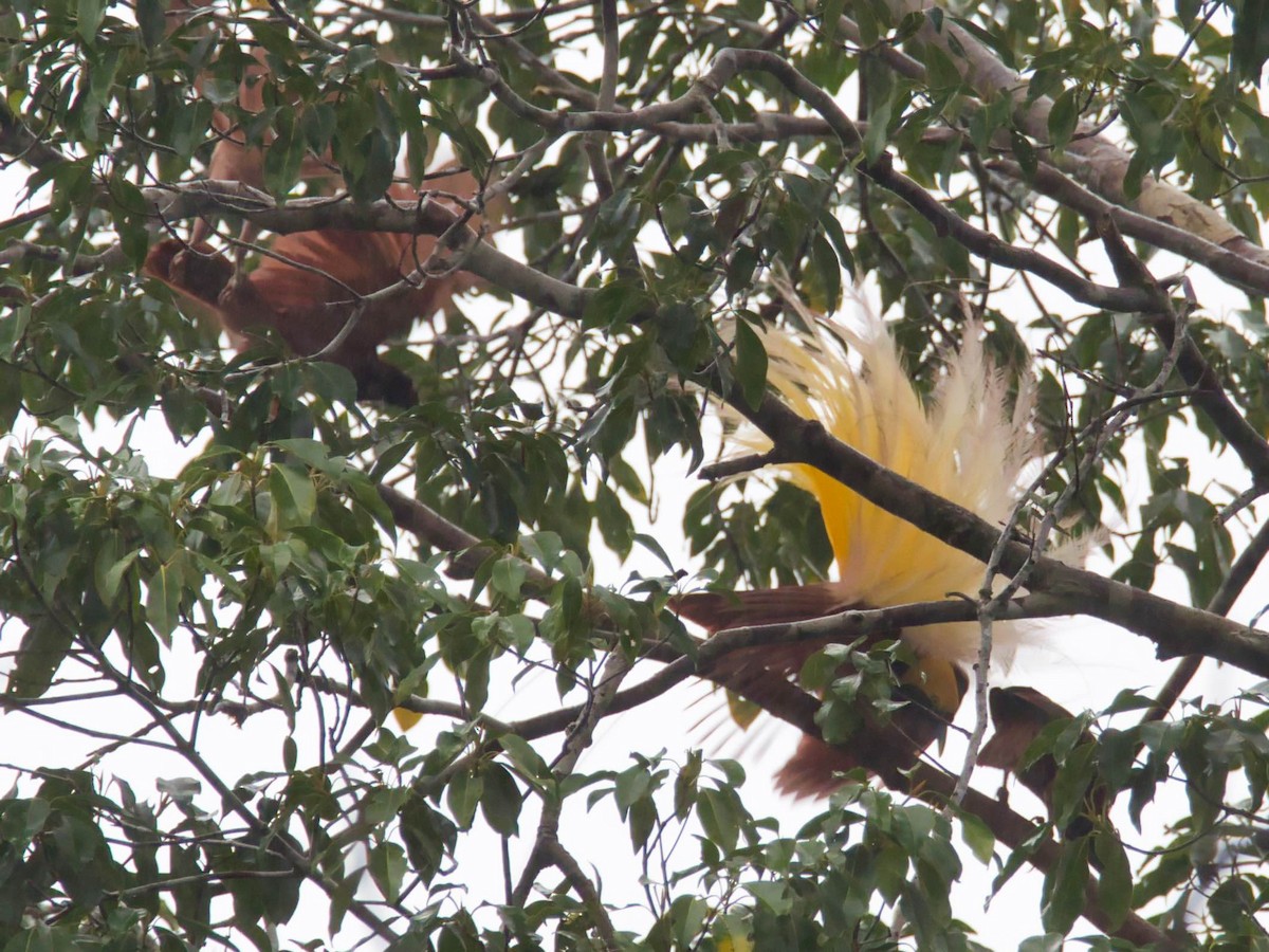 Greater Bird-of-Paradise - ML613210850