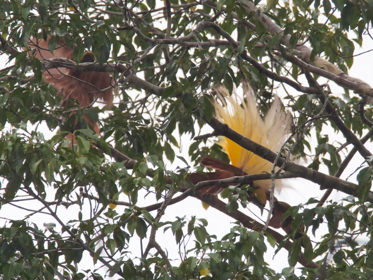 Greater Bird-of-Paradise - ML613210852