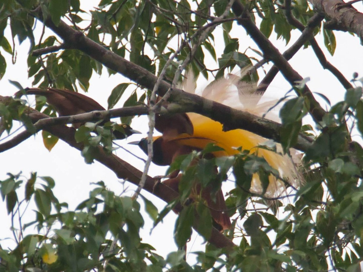 Greater Bird-of-Paradise - ML613210853