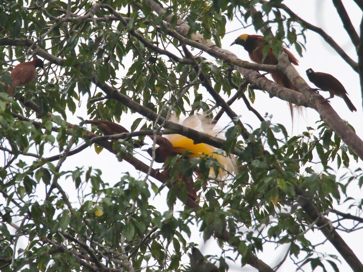 Greater Bird-of-Paradise - ML613210854