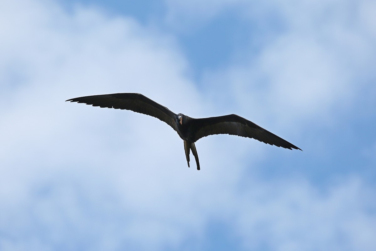 Magnificent Frigatebird - ML613210873