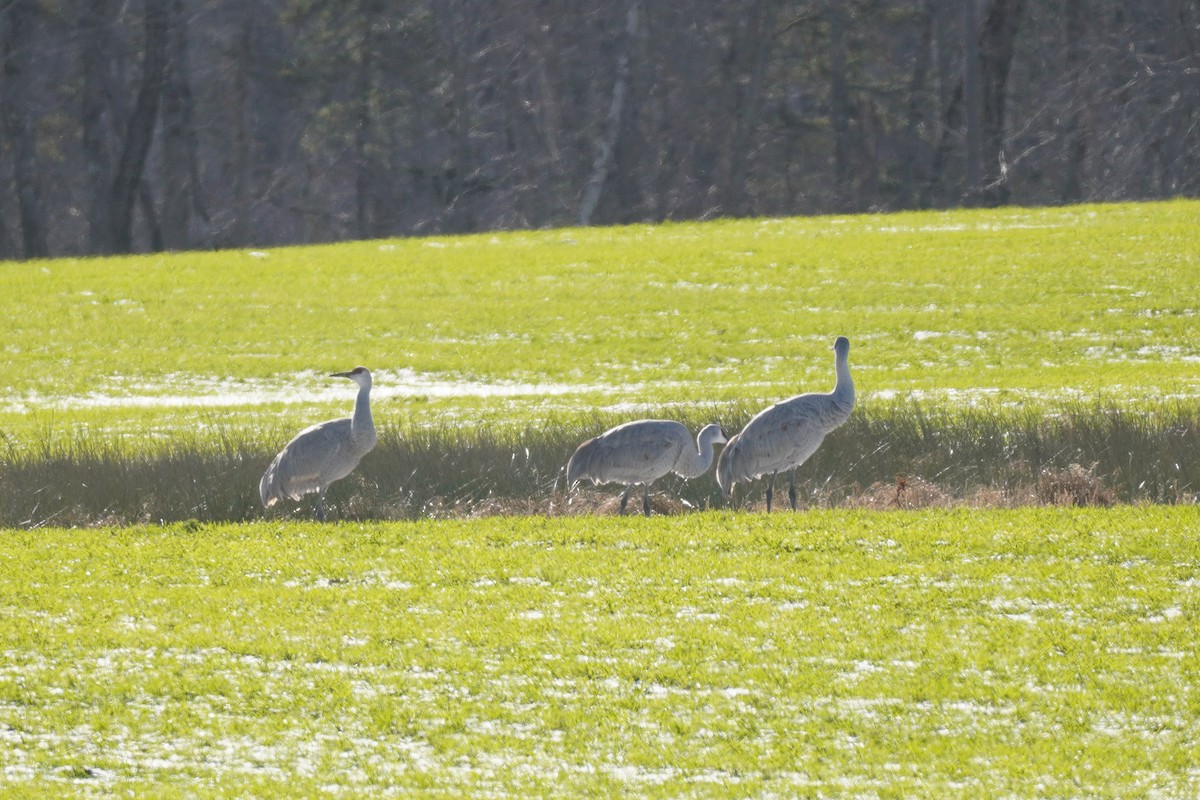 Sandhill Crane - Sarah Foote