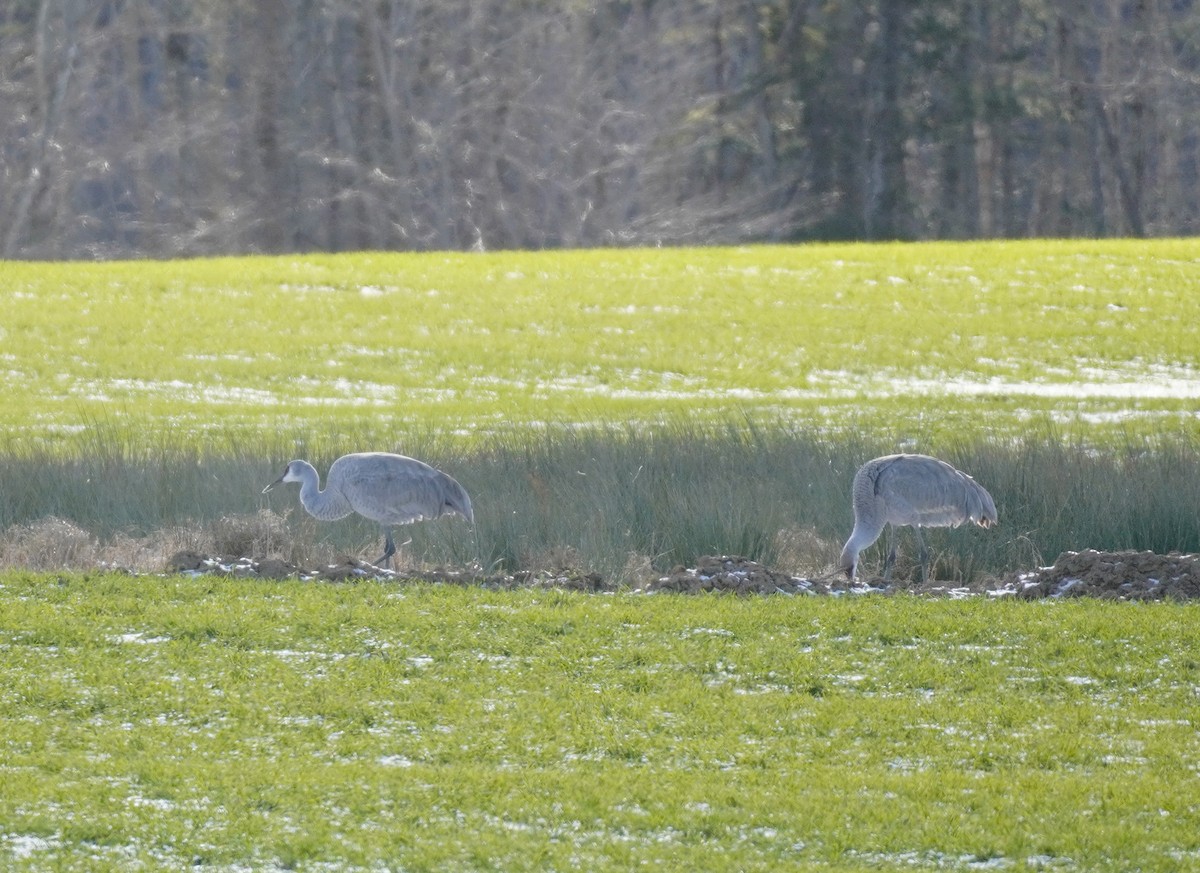 Sandhill Crane - ML613210880