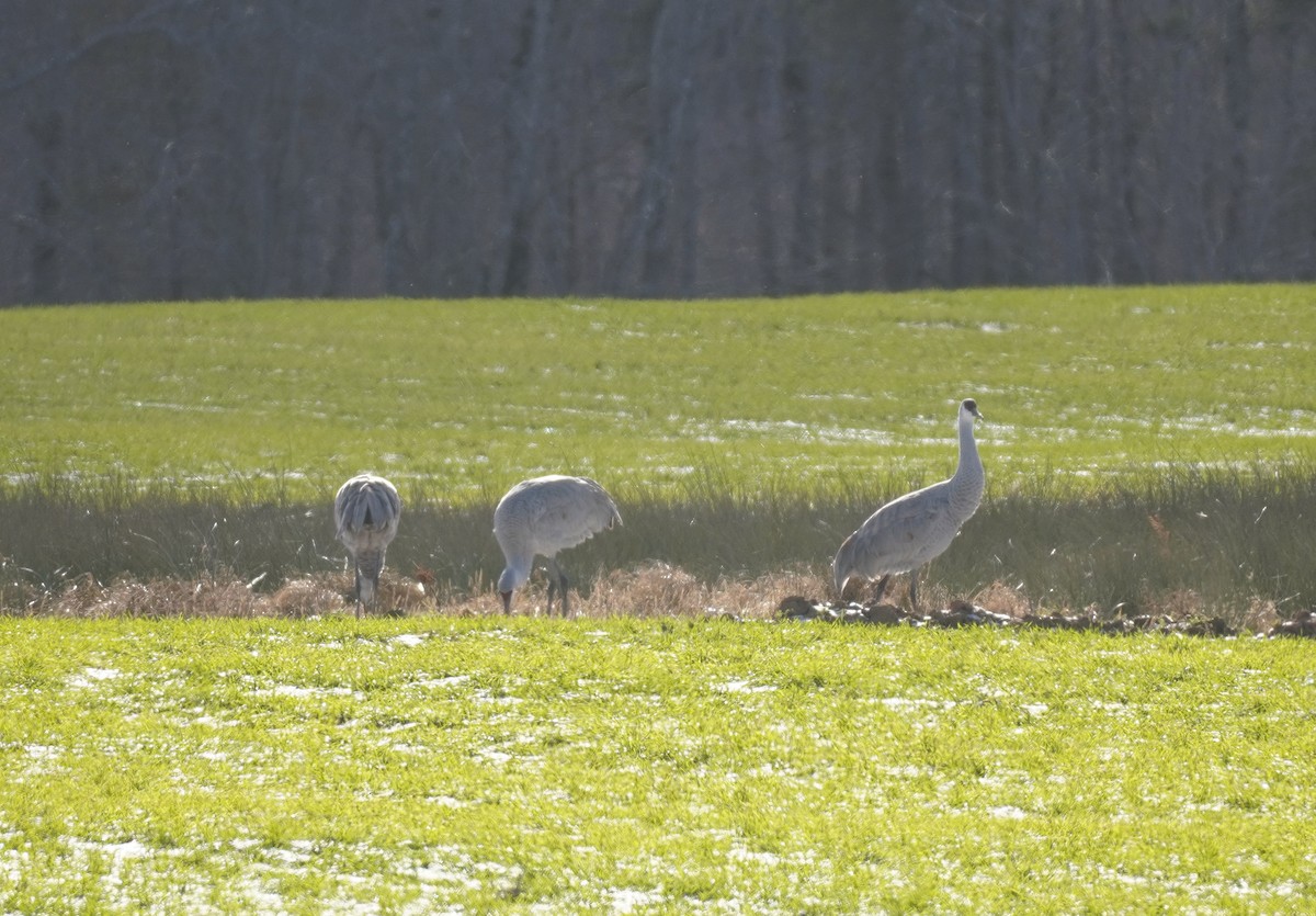 Sandhill Crane - Sarah Foote