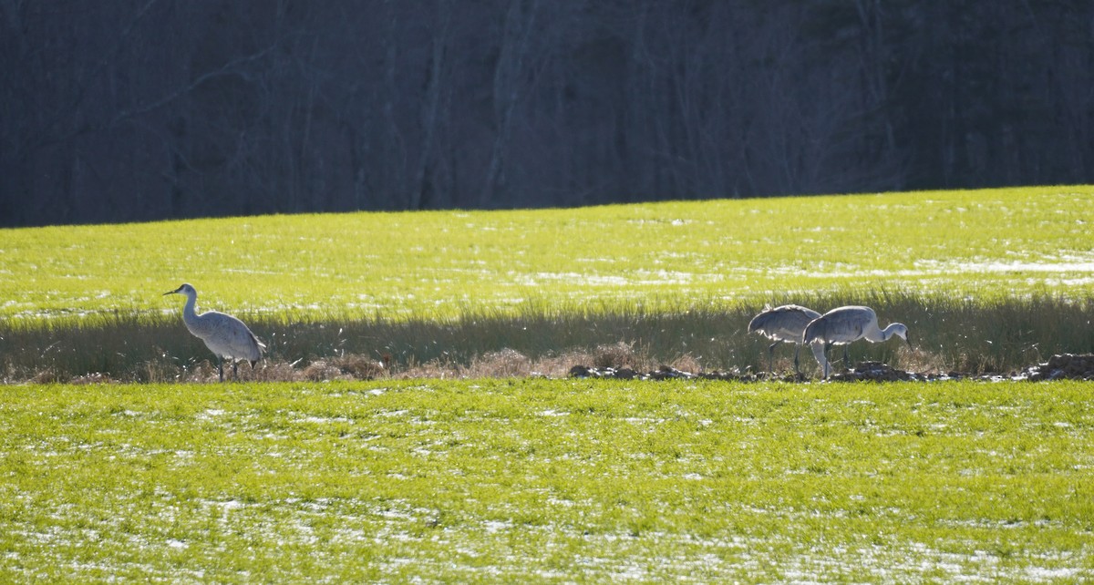 Sandhill Crane - ML613210882