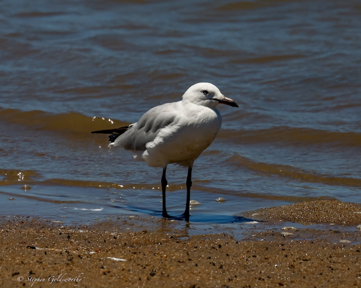 racek australský - ML613211040