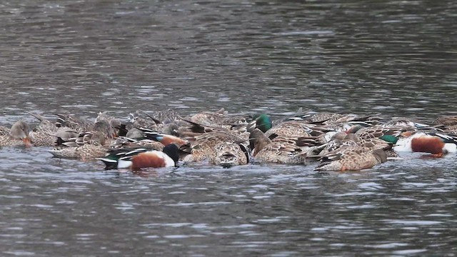 Northern Shoveler - ML613211041