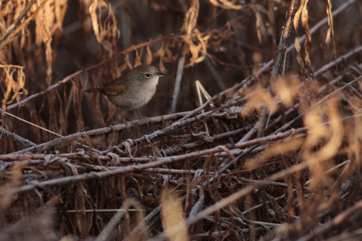 House Wren (Northern) - Marshall Iliff