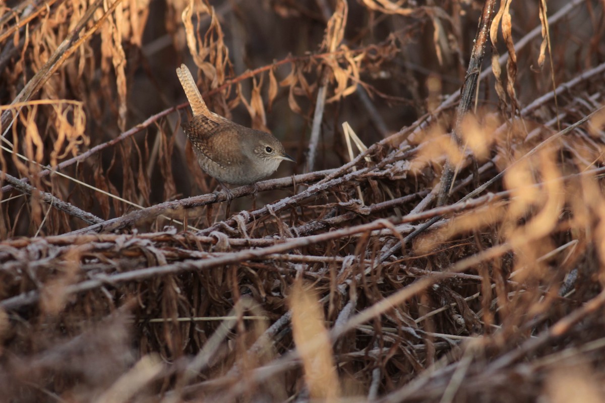 Northern House Wren (Northern) - ML613211095