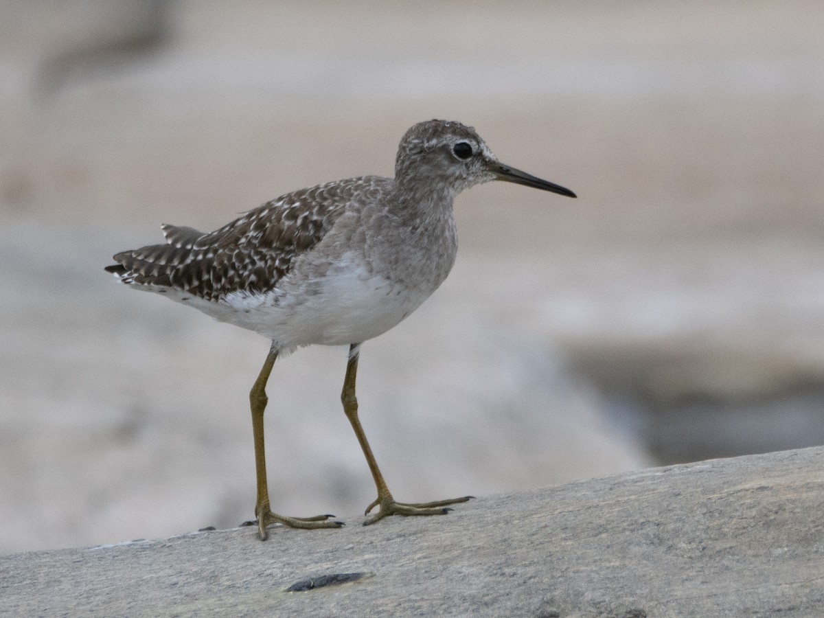 Wood Sandpiper - ML613211109