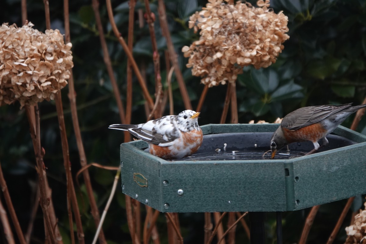 American Robin - ML613211140
