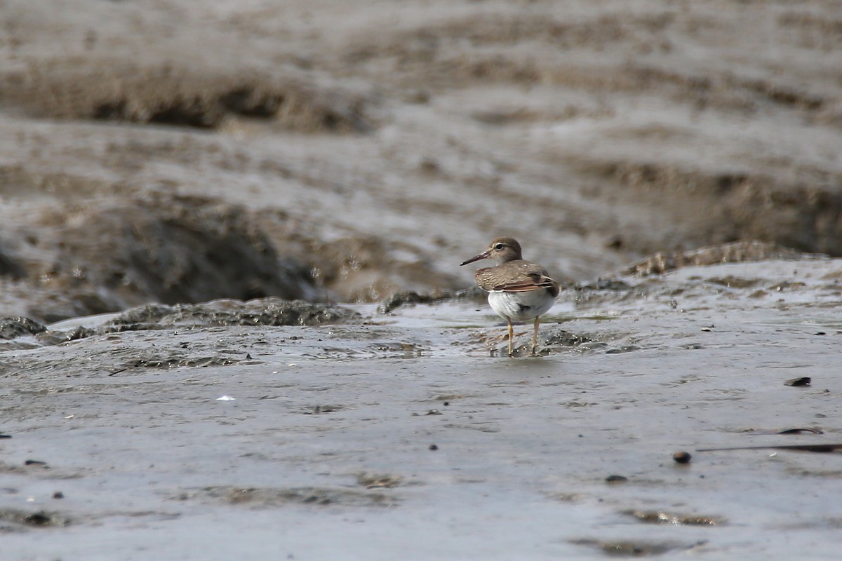 Spotted Sandpiper - ML613211142