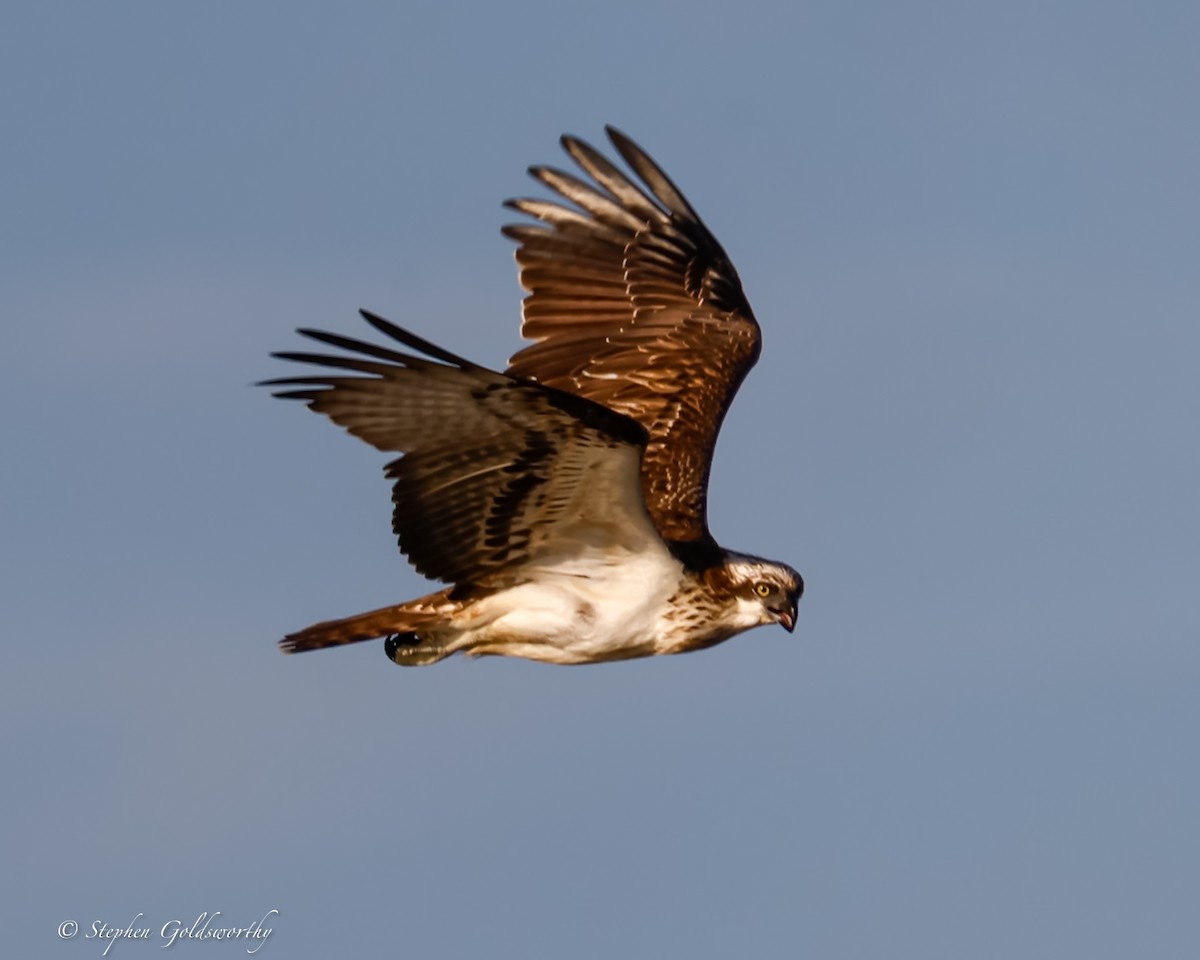Águila Pescadora - ML613211150