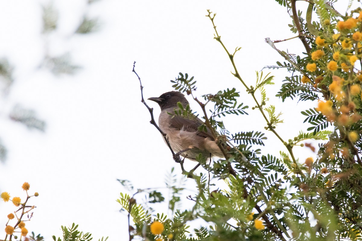 Common Bulbul - ML613211183