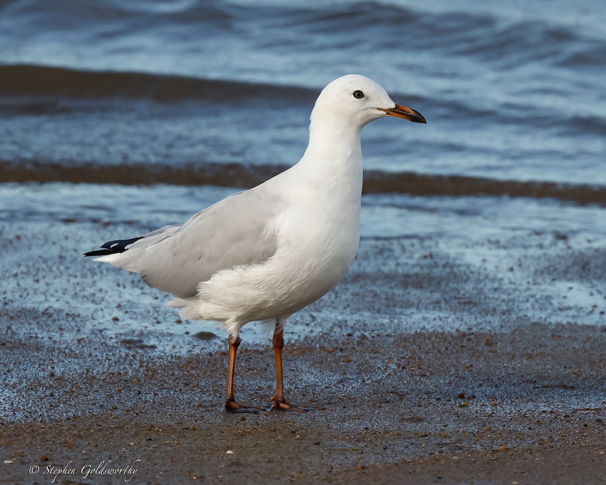 Gaviota Plateada - ML613211222