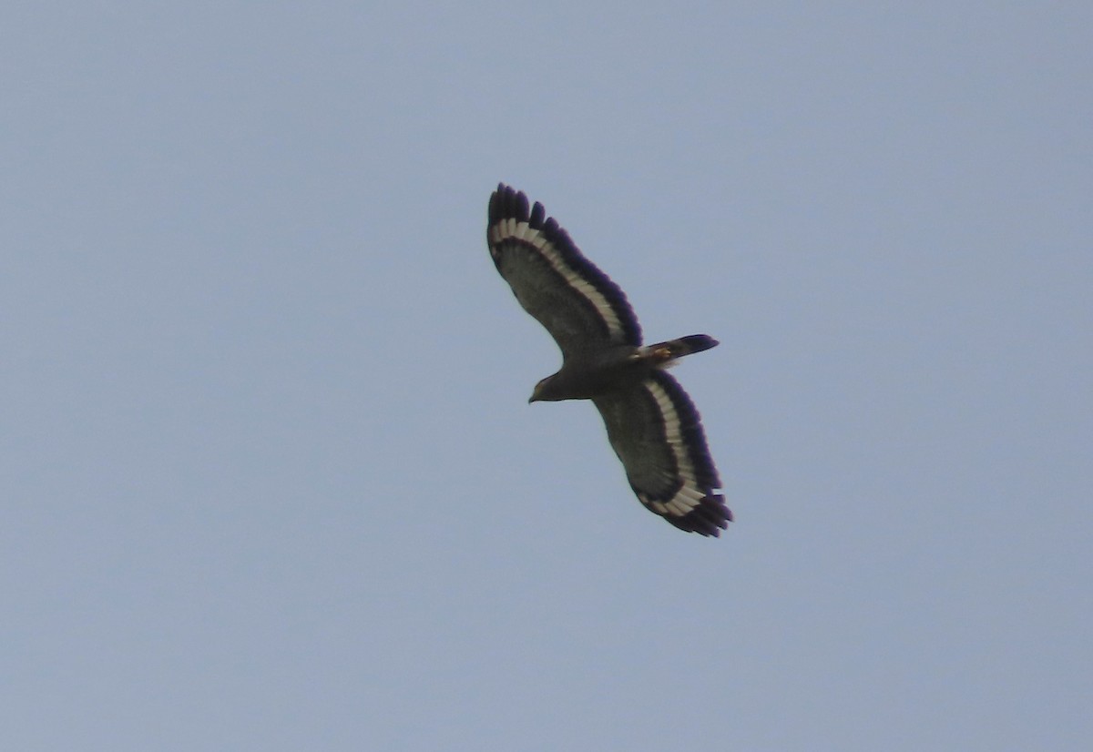 Crested Serpent-Eagle - ML613211225