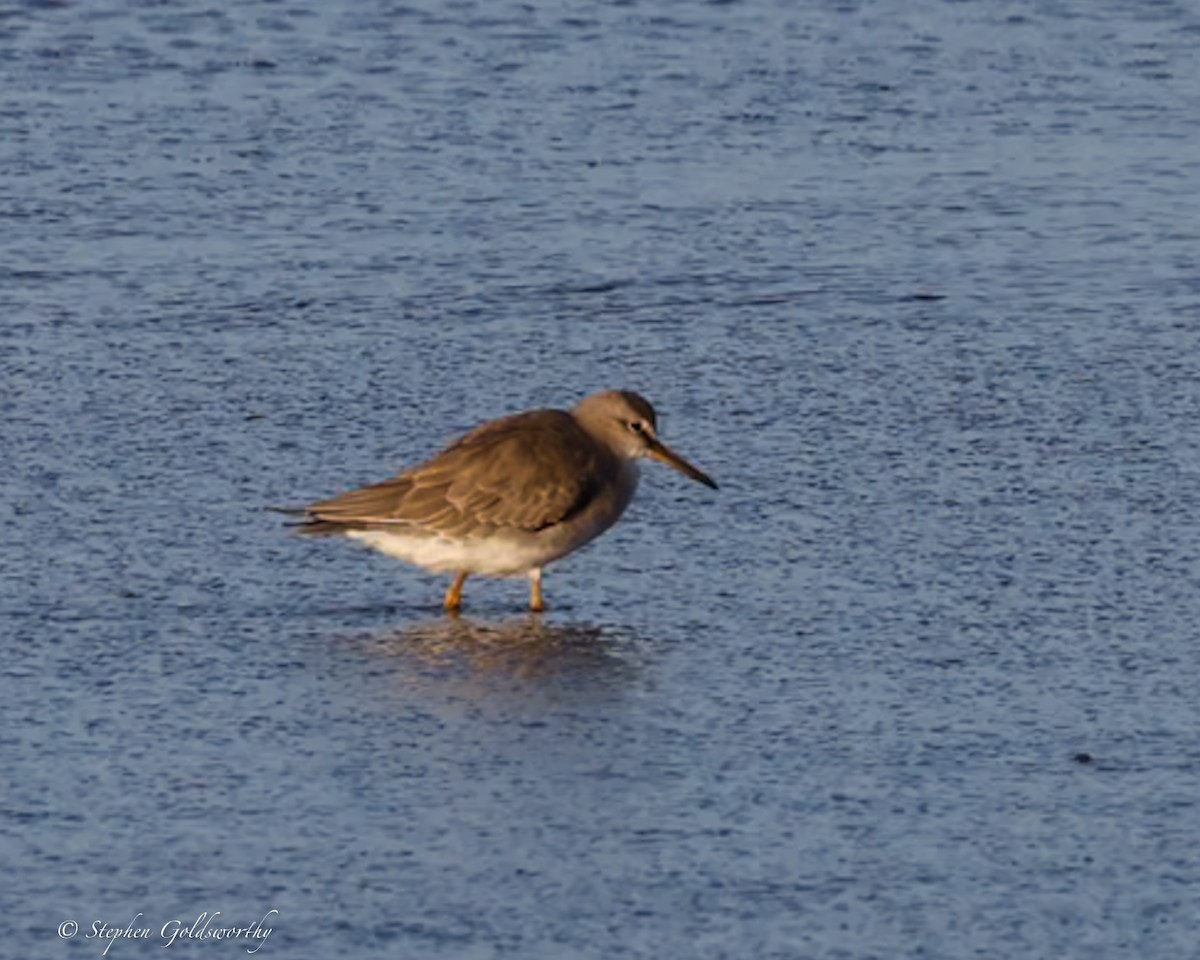 Gray-tailed Tattler - ML613211231